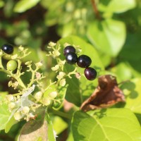 Premna serratifolia